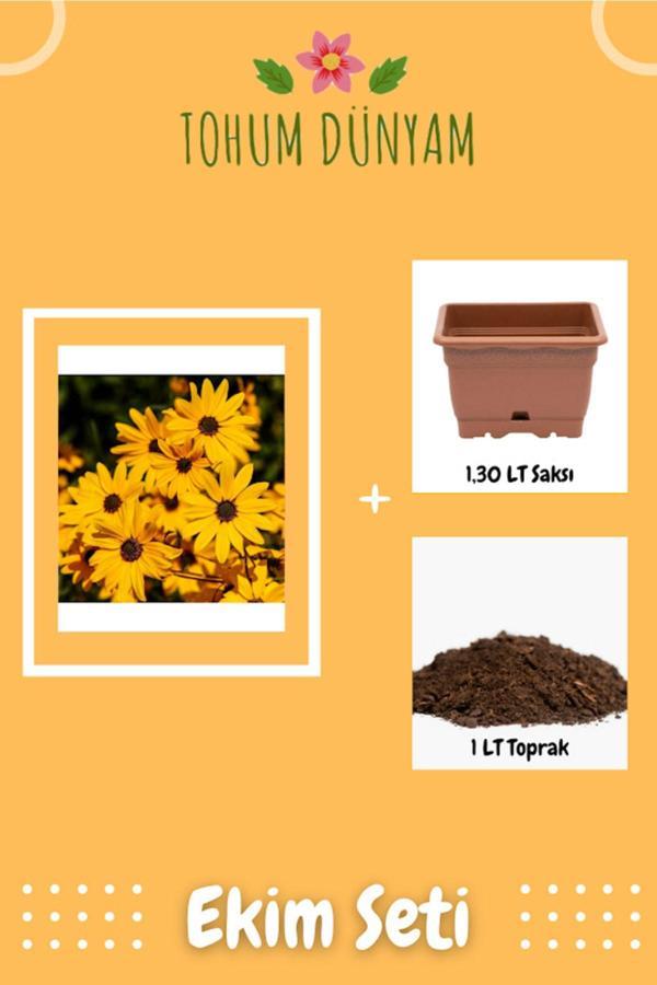 Ayc Botanik Afrika Papatyası (Rudbeckia) Çiçek Tohumu Ekim Seti - Image 1
