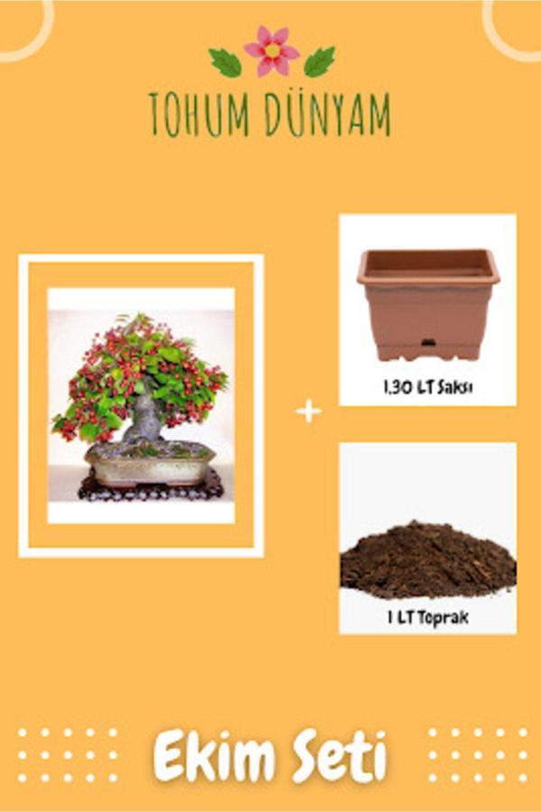 Ayc Botanik Bodur Bonsai Kiraz Ağacı Tohumu Ekim Seti - Image 1