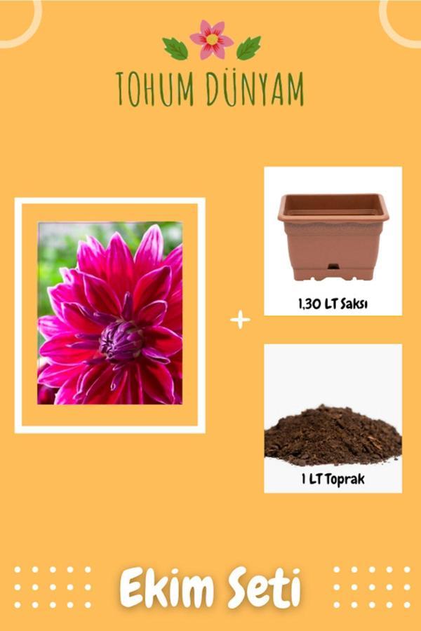 Ayc Botanik Yıldız Çiçeği Tohumu Ekim Seti - Image 1