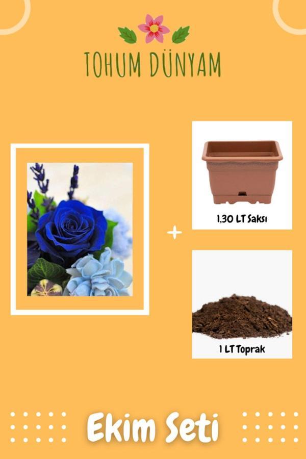 Ayc Botanik Kokulu Koyu Mavi Gül Tohumu Ekim Seti - Image 1