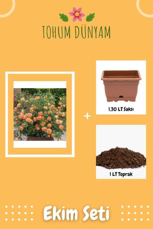 Ayc Botanik Turuncu Renkli Yediveren Kokulu Sarmaşık Gül Tohumu Ekim Seti - Image 1