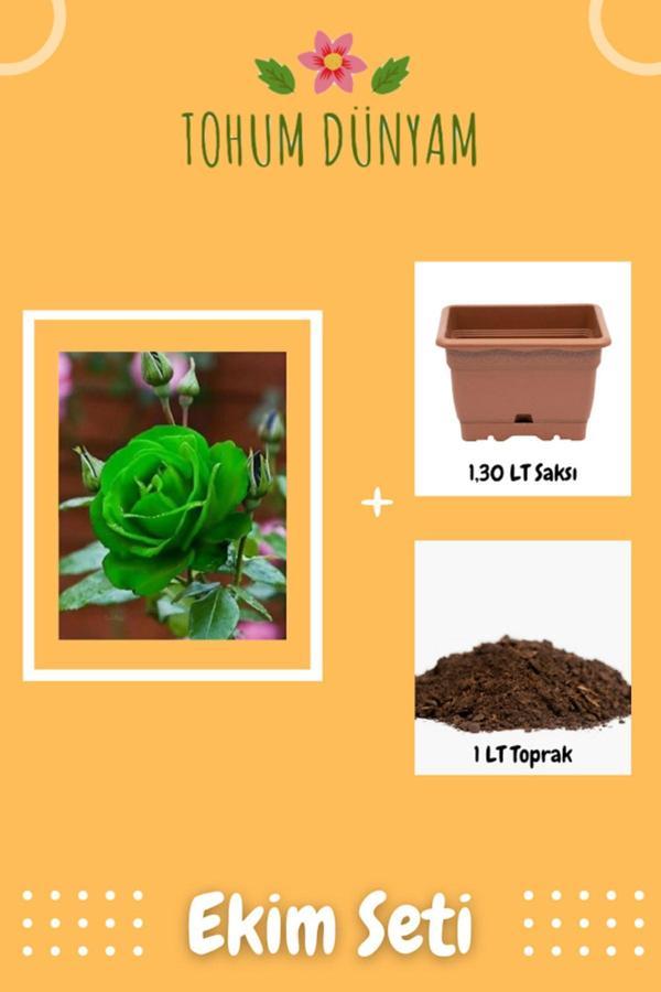 Ayc Botanik Yeşil Gül Tohumu Ekim Seti - Image 1