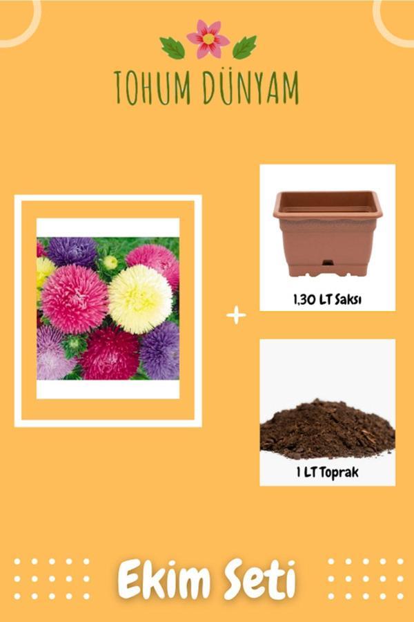 Ayc Botanik Karışık Pompon Aster Papatya (Saray Patı) Çiçeği Tohumu Ekim Seti - Image 1