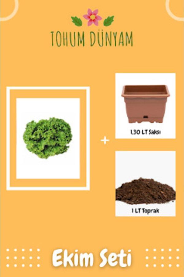 Ayc Botanik Şamba Kıvırcık Marul Tohumu Ekim Seti - Image 1