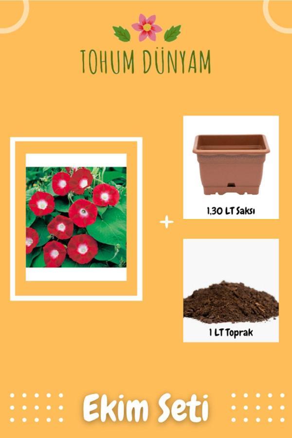 Ayc Botanik Kırmızı Sarmaşık (Gündüz Sefası) Çiçeği Ekim Seti - Image 1