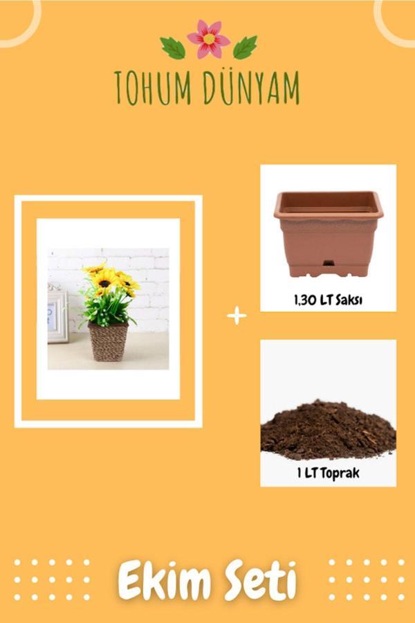 Ayc Botanik Süs Ayçiçeği Tohumu Ekim Seti - Image 1