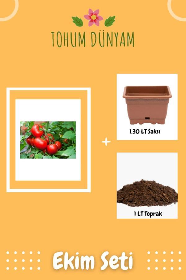 Ayc Botanik Iri Erkenci Domates Tohumu Ekim Seti - Image 1