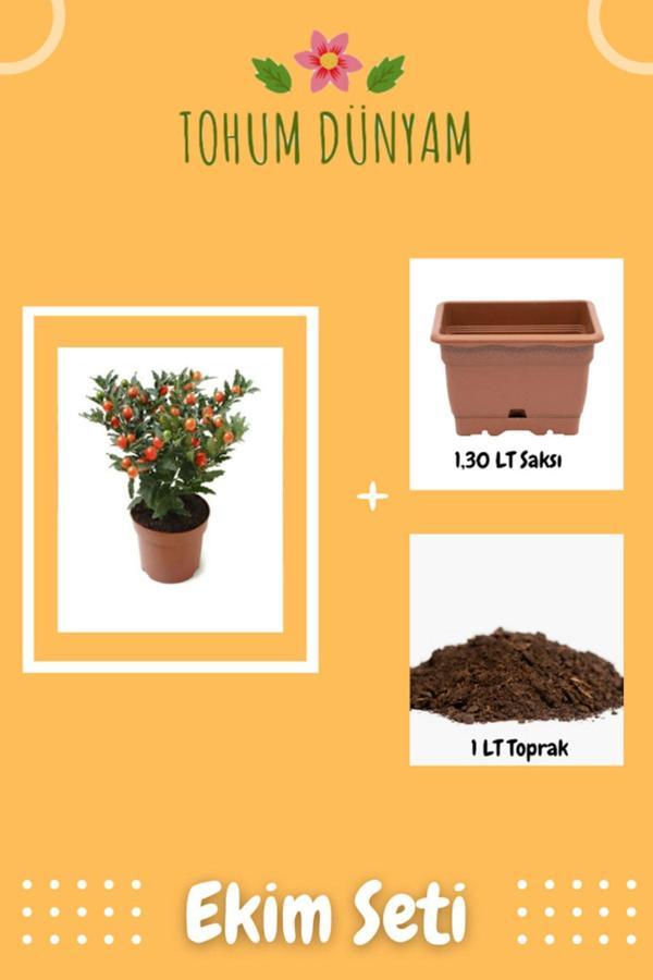 Ayc Botanik Cherry Saksılık Domates Tohumu Ekim Seti - Image 1