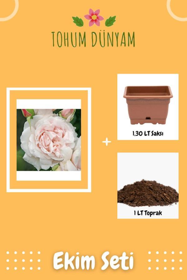 Ayc Botanik Constanze Mozart Narin Krem Pembe Gül Tohumu Ekim Seti - Image 1