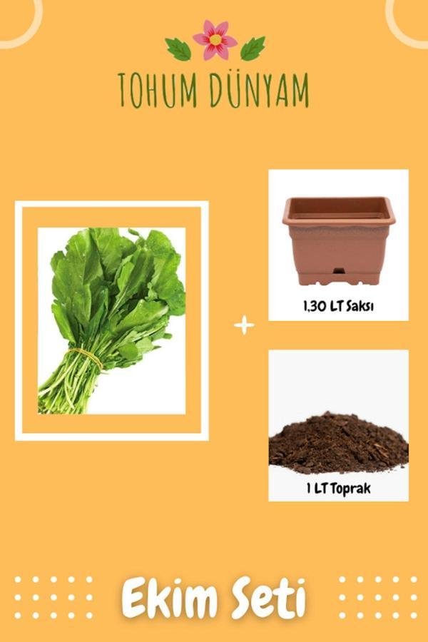 Ayc Botanik Tatlı Roka Tohumu Ekim Seti - Image 1