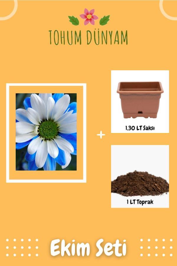 Ayc Botanik Mavi Beyaz Iki Renkli Papatya Tohumu Ekim Seti - Image 1