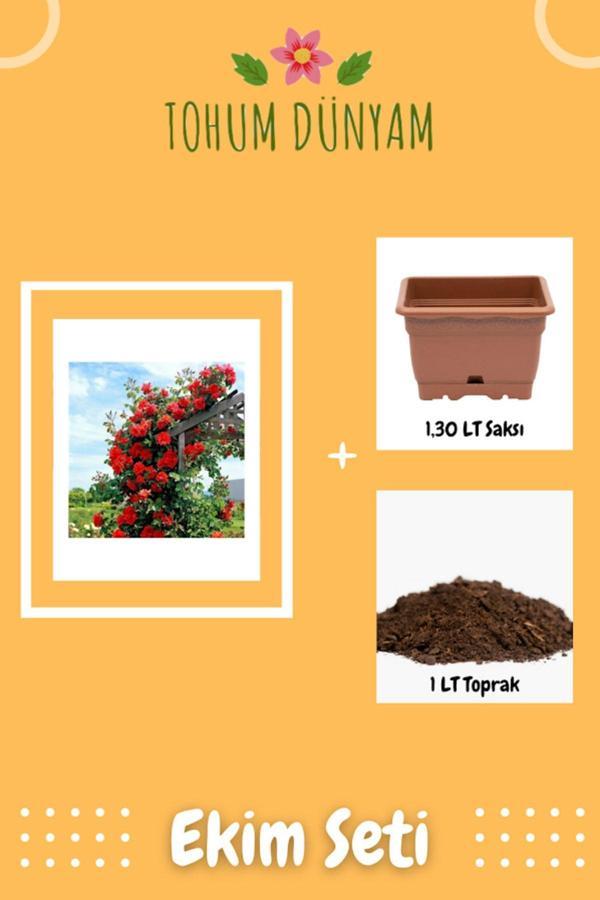 Ayc Botanik Nadir Kırmızı Sarmaşık Gül Tohumu Ekim Seti - Image 1
