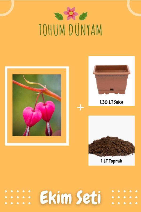 Ayc Botanik Kanayan Kalpler Çiçeği 1. Kalite Tohumu Ekim Seti - Image 1