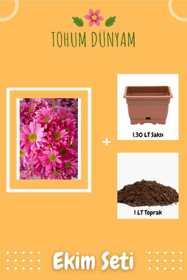 Ayc Botanik Pembe Papatya Çiçek Tohumu Ekim Seti - Image 1