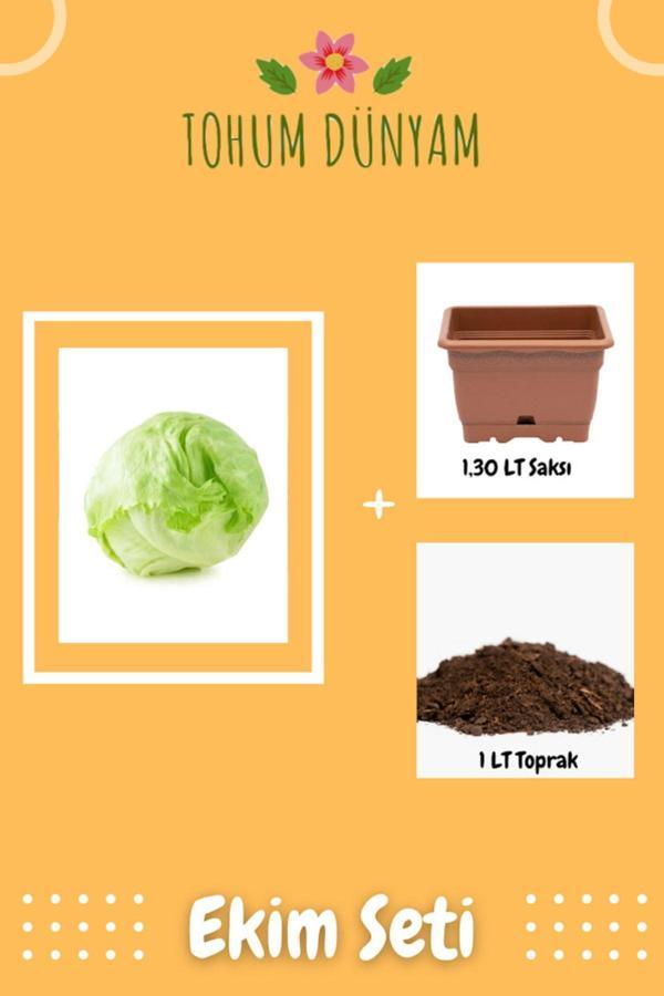 Ayc Botanik Göbekli Iceberk Marul Tohumu Ekim Seti - Image 1