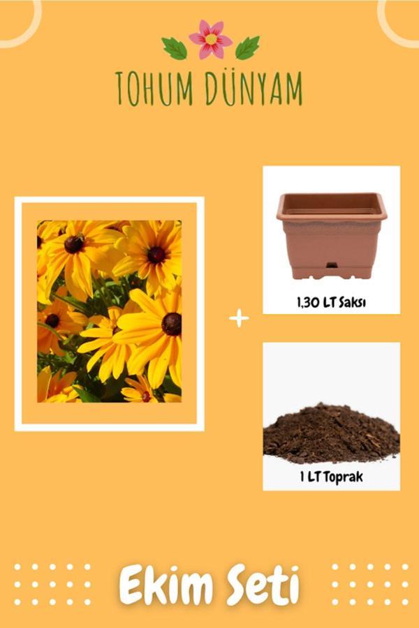 Ayc Botanik Afrika Papatyası Çiçek Tohumu Ekim Seti - Image 1