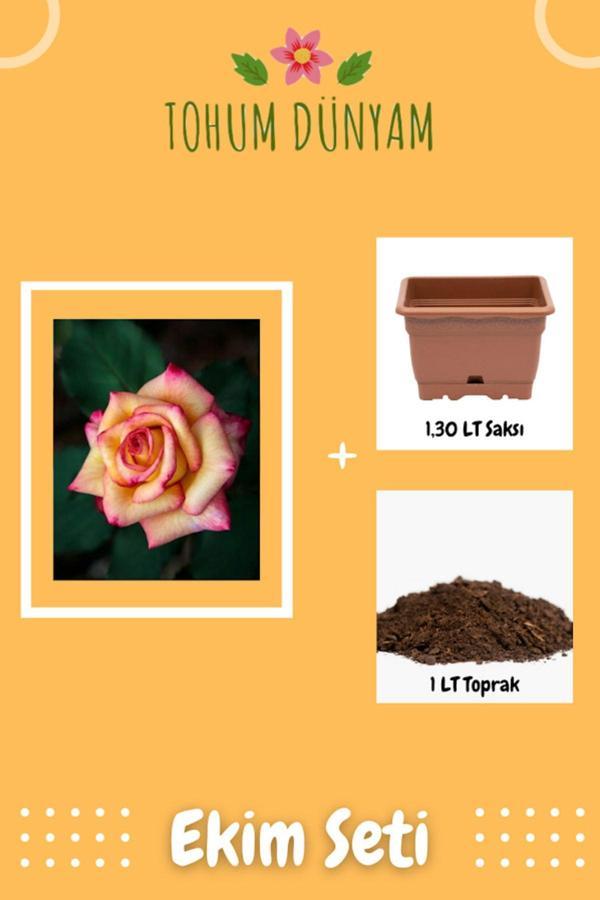 Ayc Botanik Özel Renkli Ithal Gül Tohumu Ekim Seti - Image 1