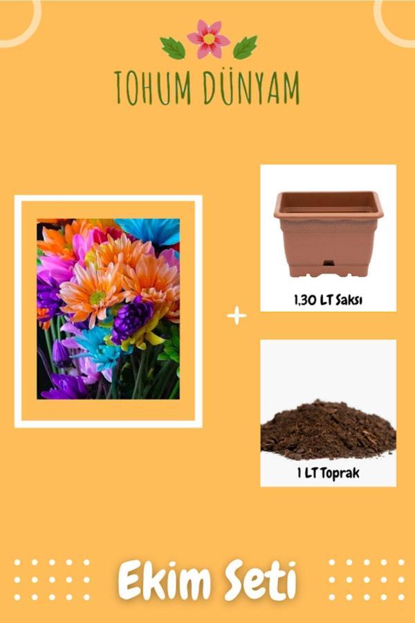 Ayc Botanik Karışık Canlı Renklerde Papatya Tohumu Ekim Seti - Image 1