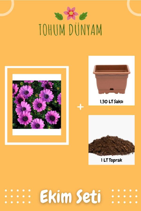 Ayc Botanik Mor Renkli Afrika Papatyası Tohumu Ekim Seti - Image 1