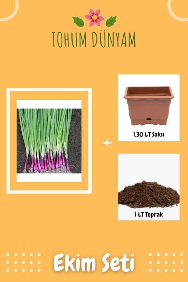 Ayc Botanik Apache Yeşil Soğan Tohumu Ekim Seti - Image 1