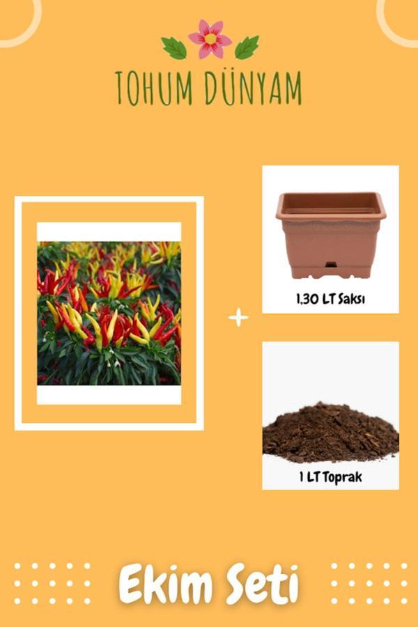 Ayc Botanik Renkli Yukarı Bakan Süs Biberi Tohumu Ekim Seti - Image 1