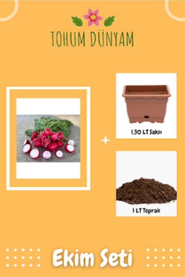 Ayc Botanik Fındık Turp Tohumu Ekim Seti - Image 1
