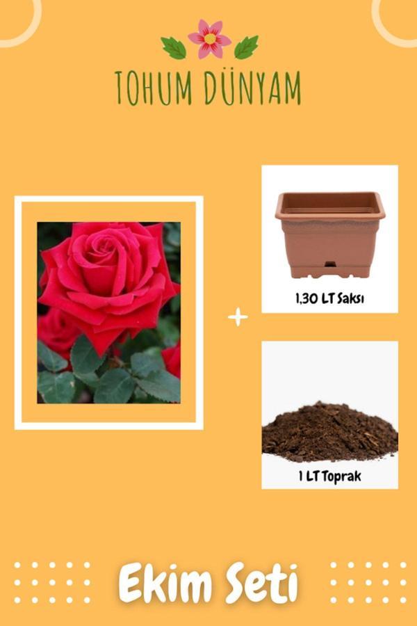Ayc Botanik Kokulu Kırmızı Gül Tohumu Ekim Seti - Image 1