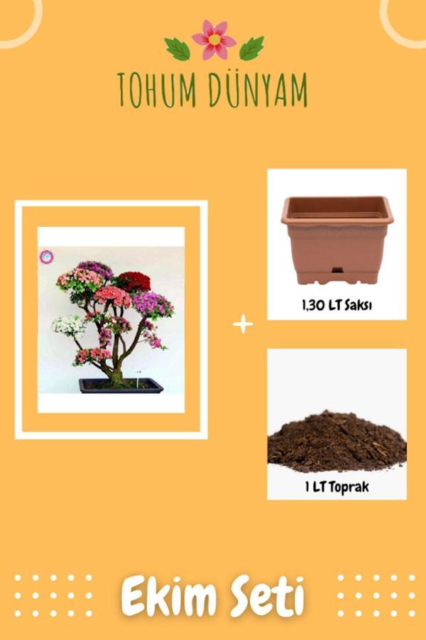 Ayc Botanik Japon Gülü Ağacı Bonsai Tohumu Ekim Seti - Image 1