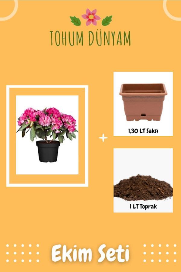 Ayc Botanik Orman Gülü Çiçeği 1. Kalite Tohumu Ekim Seti - Image 1