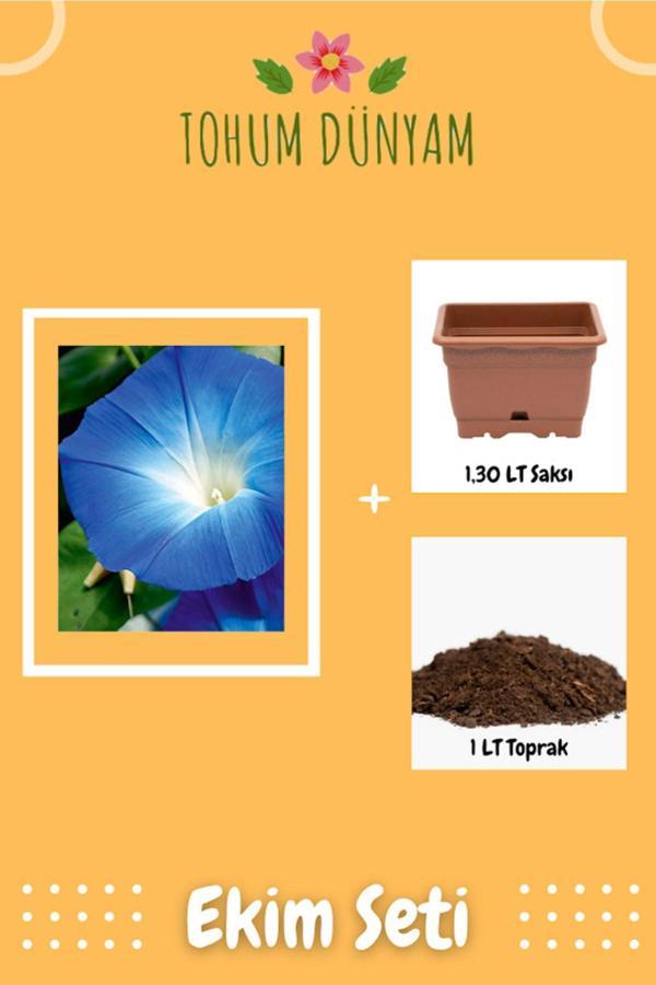 Ayc Botanik Sarmaşık Mavi Iri (İpomoea) Çiçek Tohumu Ekim Seti - Image 1
