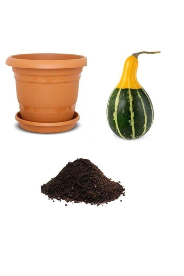 Ayc Botanik Nadir Sarı Yeşil Süs Kabağı Tohumu Ekim Seti - Image 1