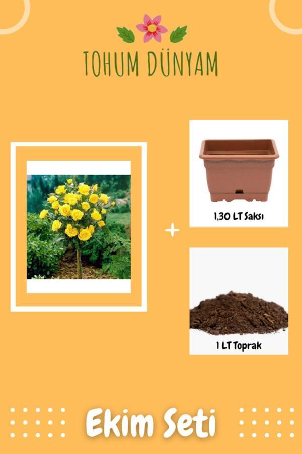 Ayc Botanik Bodur Sarı Gül Ağacı Tohumu Ekim Seti - Image 1
