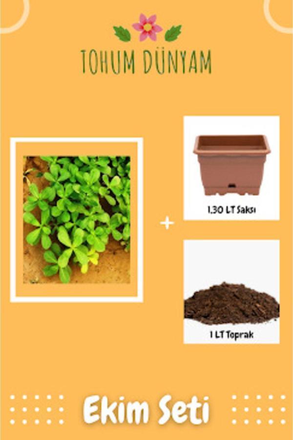 Ayc Botanik Yerli Semizotu Tohumu Ekim Seti - Image 1