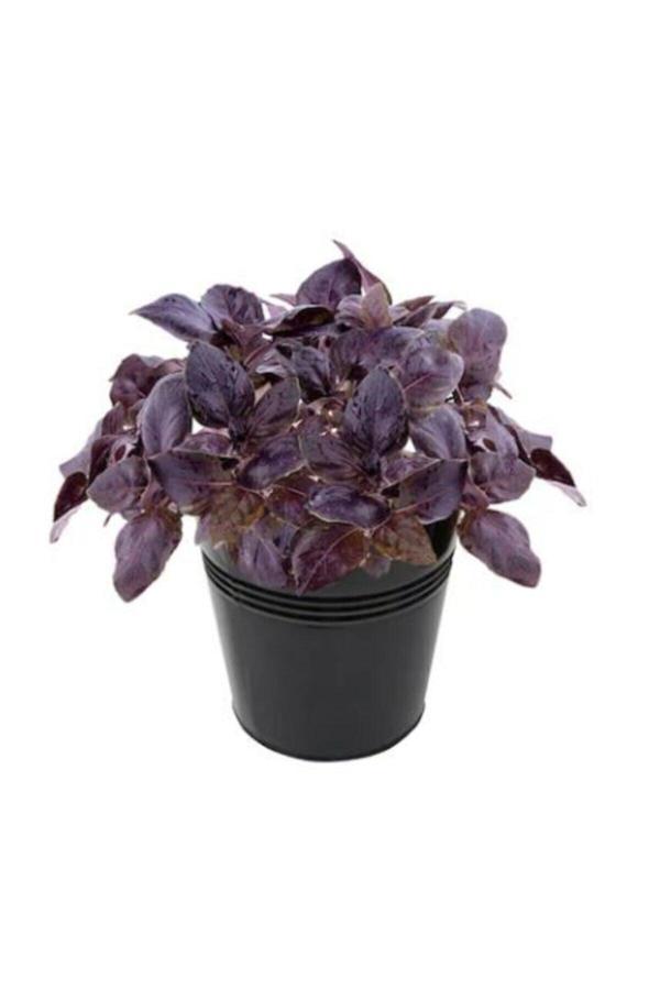 Ayc Botanik Mis Kokulu Mor Reyhan Tohumu Ekim Seti 100 Tohum Fesleğen Saksı Toprak Kombin - Image 1