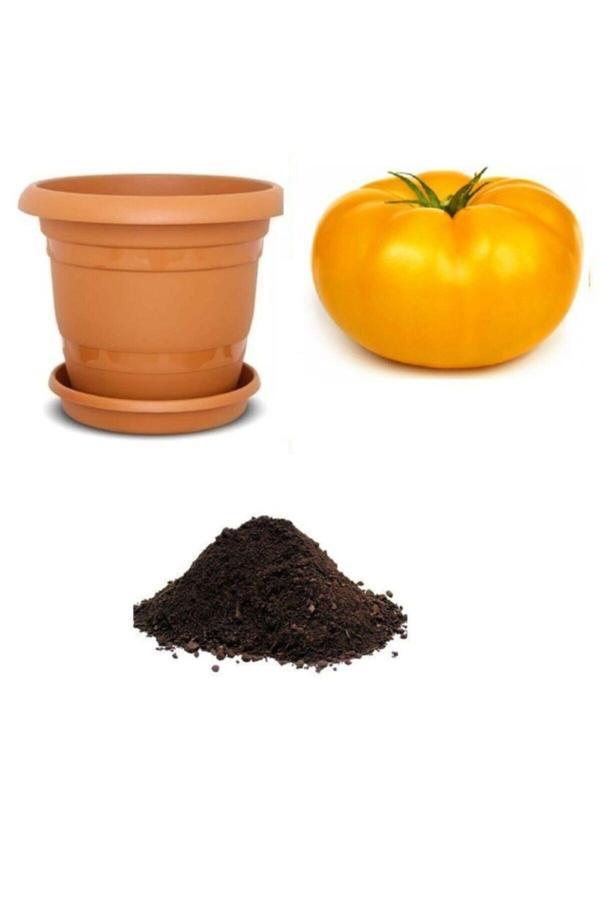 Ayc Botanik Dev Italyan Sarı Pileli Domates Tohumu Ekim Seti - Image 1