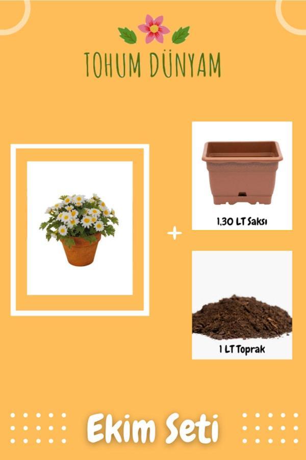 Ayc Botanik Yayılıcı Kır Papatyası Tohumu Ekim Seti - Image 1