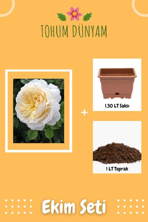 Ayc Botanik Kokulu Sarı Beyaz Hollanda Gül Tohumu Ekim Seti - Image 1