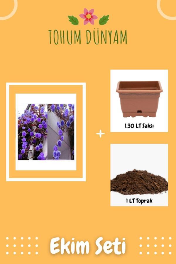 Ayc Botanik Mor Sarmaşık Gül Tohumu Ekim Seti - Image 1