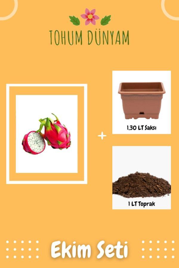 Ayc Botanik Bodur Saksılık Pitaya Meyvesi Tohumu Ekim Seti - Image 1
