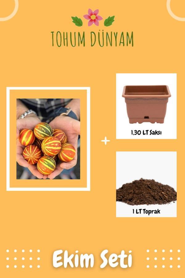 Ayc Botanik Kırlangıç, Kokulu Süs Kavunu Tohumu Ekim Seti - Image 1