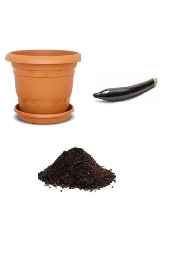 Ayc Botanik Siyah Kemer Patlıcan Tohumu Ekim Seti - Image 1