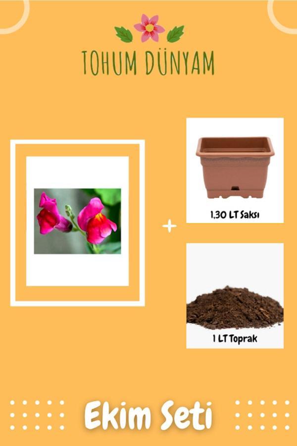 Ayc Botanik Aslanağzı Çiçek Tohumu Ekim Seti - Image 1