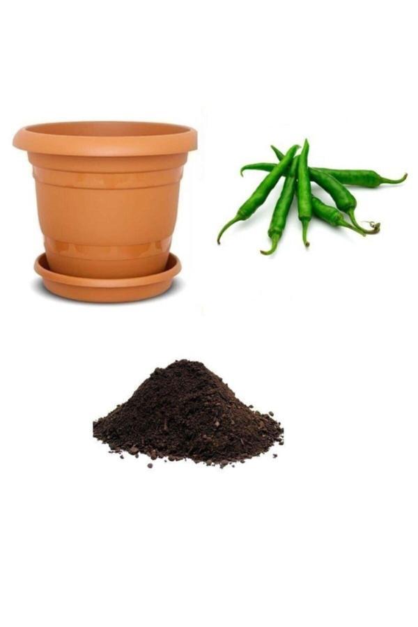 Ayc Botanik Beş Parmak Acı Süs Biberi Tohumu Ekim Seti - Image 1