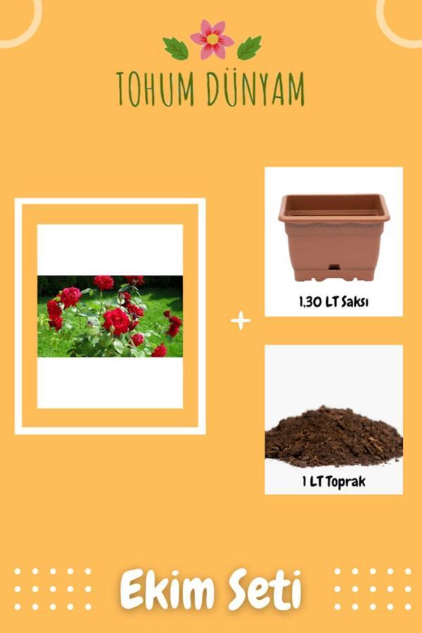 Ayc Botanik Kırmızı Gül Tohumu Ekim Seti - Image 1