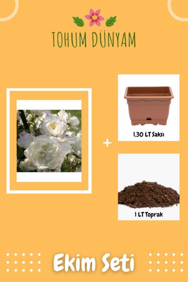 Ayc Botanik Beyaz Alaska Gül Tohumu Ekim Seti - Image 1