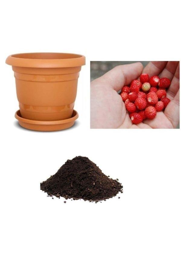 Ayc Botanik Yayılıcı Dağ Çileği Tohumu Ekim Seti - Image 1