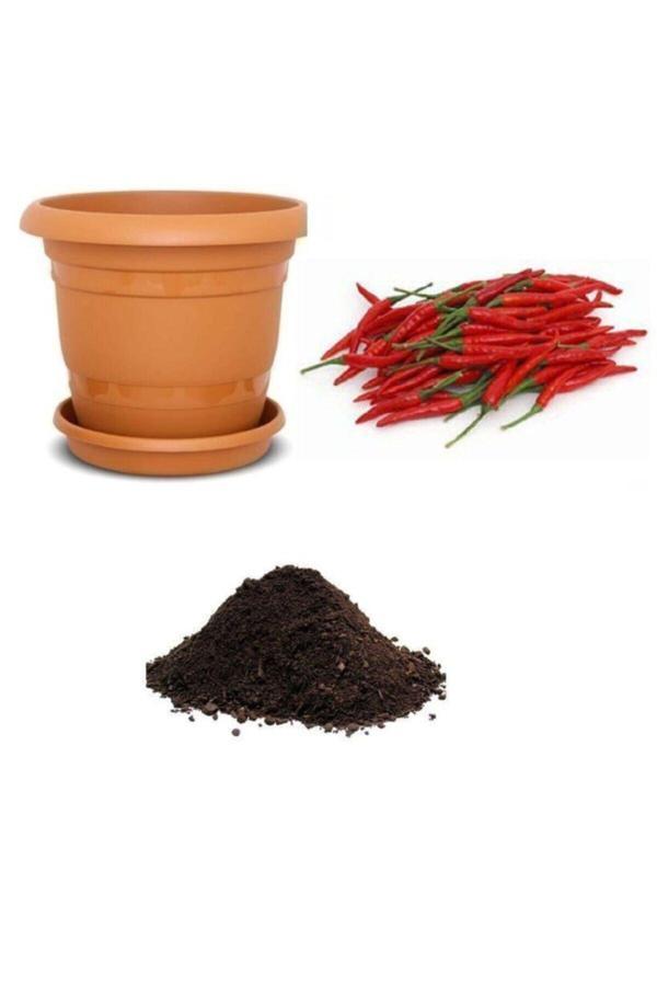 Ayc Botanik Ithal Acı Wyang Ping Biberi Tohumu Ekim Seti - Image 1