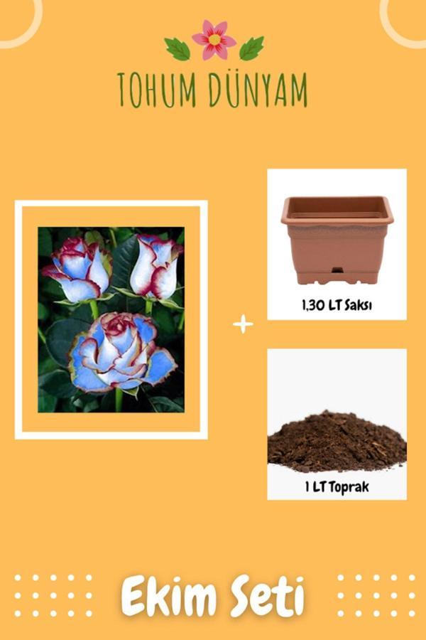 Ayc Botanik Mavi Hipnoz Gül Tohumu Ekim Seti - Image 1