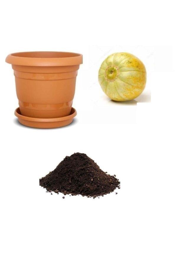 Ayc Botanik Nadir Mini Sarı Kabak Tohumu Ekim Seti - Image 1