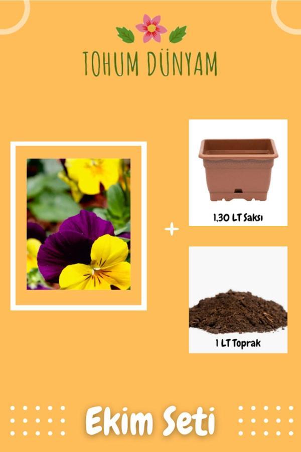 Ayc Botanik Hercai Menekşe (Viola) Çiçek Tohumu Ekim Seti - Image 1